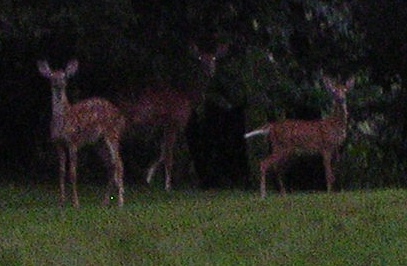 Our doe, game leg raised, with two fauns earlier this year--her own on the right and an 'adopted' one on the left